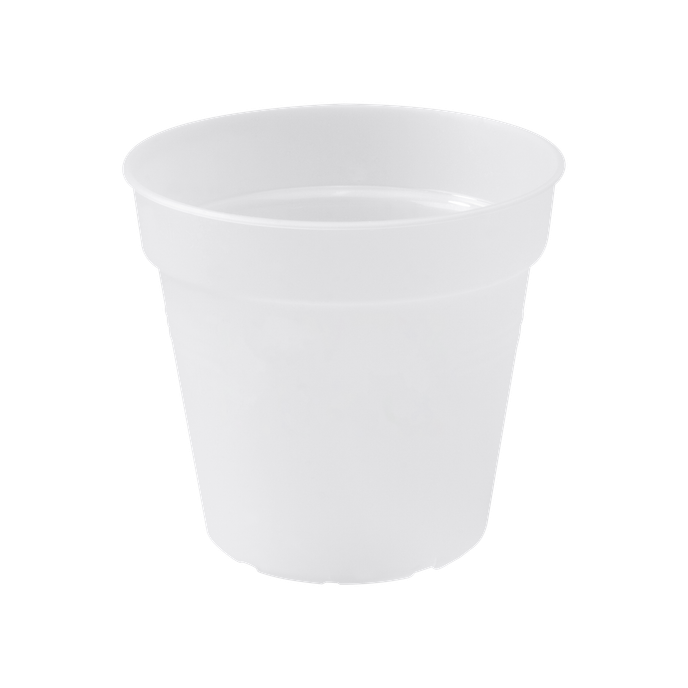 green basics orchid 17cm transparente